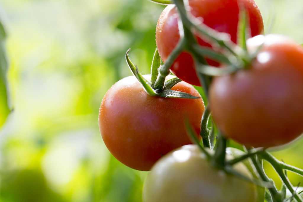 Tomatoes are a Main Ingredient in Many Dishes at our Restaurants in Reston and Dulles Town Center