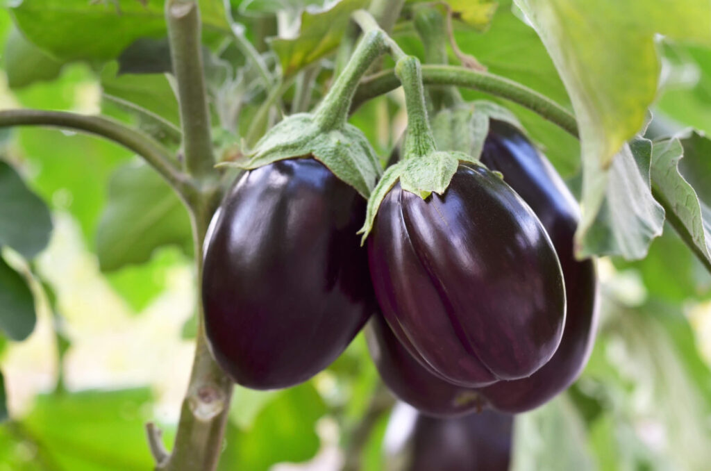 Eggplant is a main ingredient in baba ghanoush which is served at Cafesano Italian & Mediterranean Bistro in Reston, VA. 